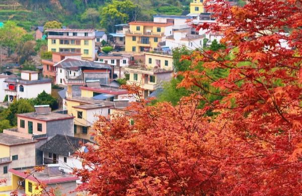 樂昌九峰這座百畝楓園 在春天“紅”出了圈